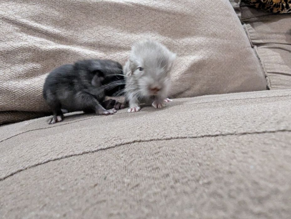 Бронирование . Шиншиллы