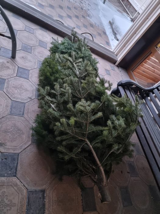 Ёлка новогодняя