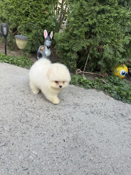 Померан почеранче момче