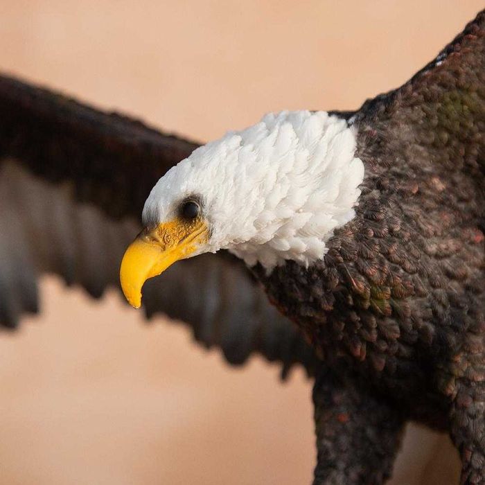 Статуетка Белоглав Орел - Фигура Летяща Птица - 56см