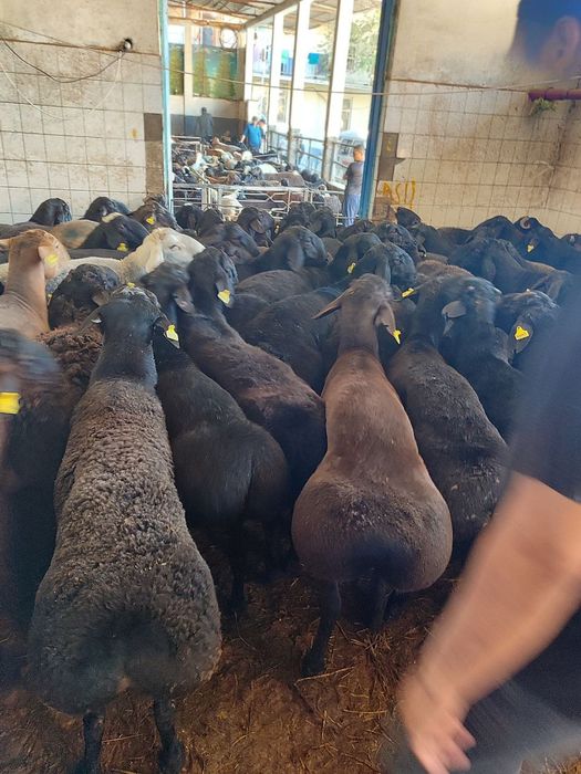 Qassob servis xizmati