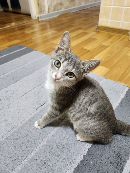 Котёнок в добрые руки