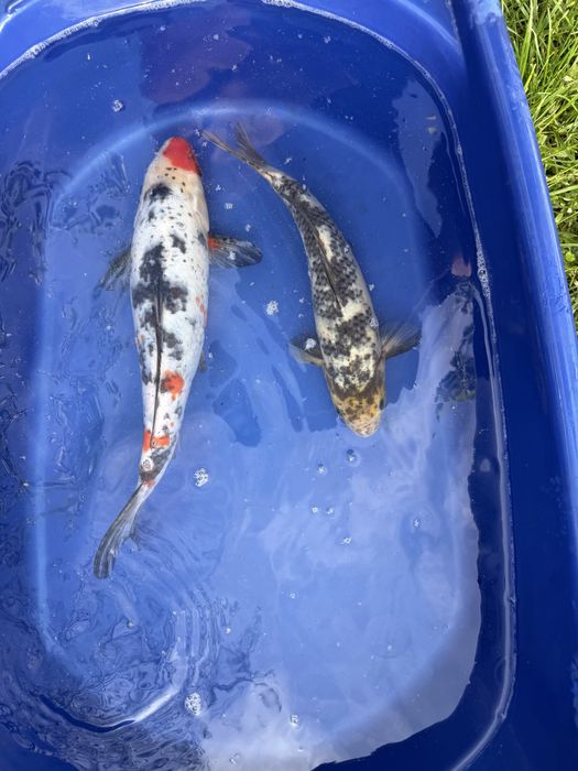 Crapi koi de vanzare