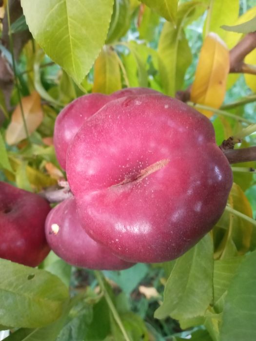 Shaftoli kuchatlari sotiladi