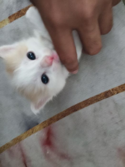 3 милых котенка беслпатно