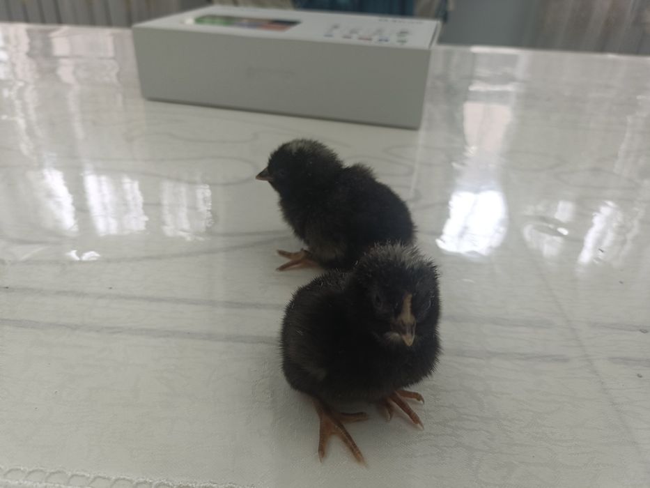 Амрокс балапандары