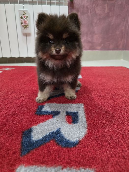 Pomeranian fetita