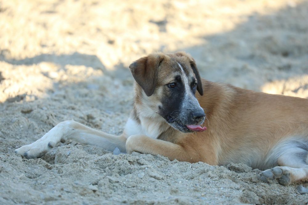 Abby, catelusa spre adoptie