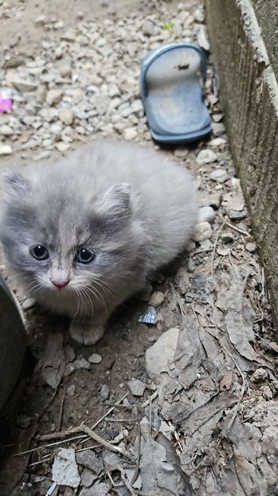 Котика отдам бесплатно