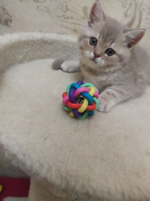 Продажа шотландских котят