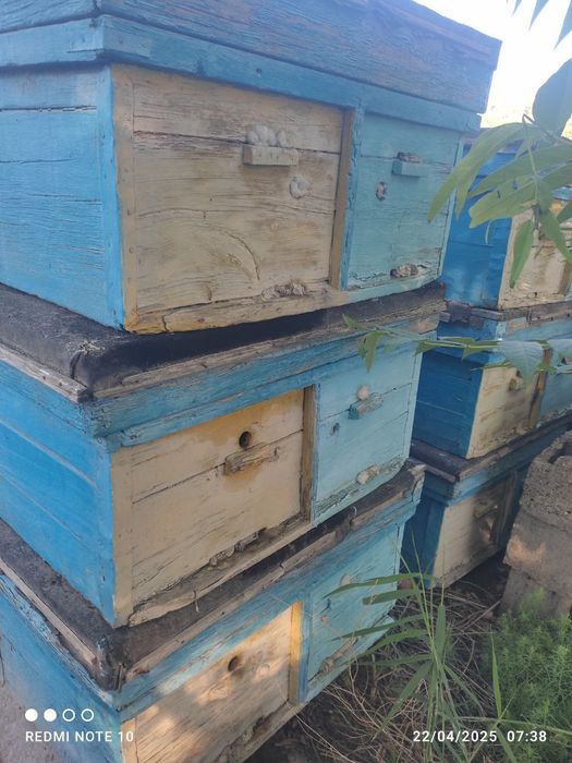 Asalari uyasi sotiladi