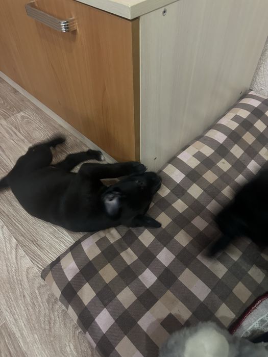 Продам шенков питбуля мальчик и девочка