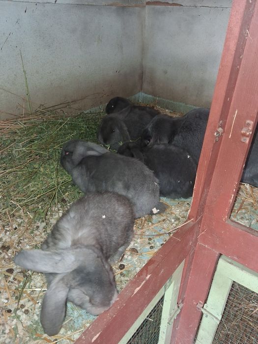 Vând femele cu pui berbec german Albastru