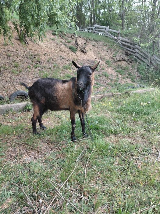 Vând țap alpin  frumos