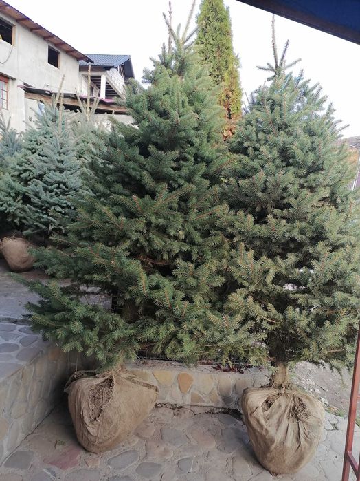 Vând mesteacăn, tei, platan, paltin, brazi, Tuia, gazon