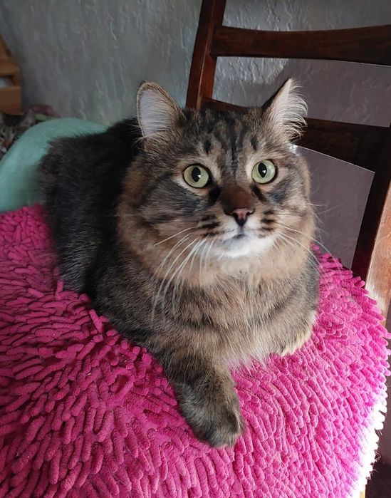 Шикарный сибиряк Кеша ищет дом!