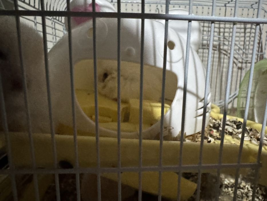 Продам хомячков