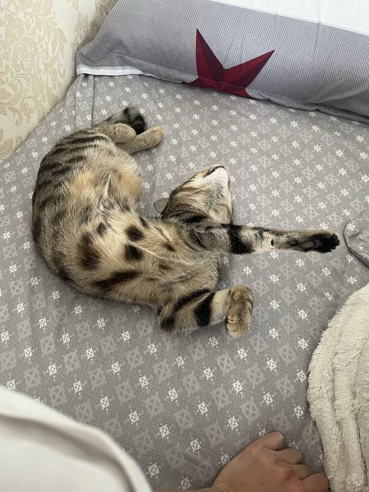 Мысык сатылады 8айлык