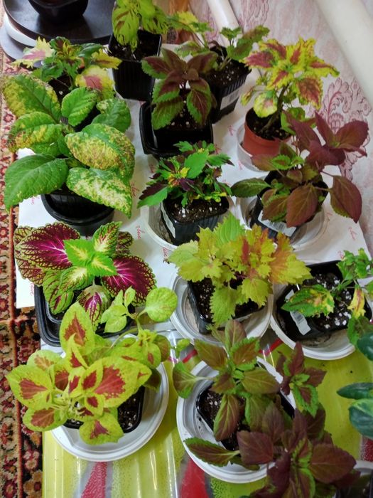 Продам комнатные растения