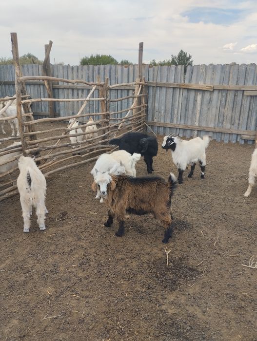 Продам козликов на племя