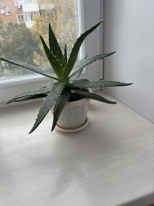 Цветы алоэ с горшками