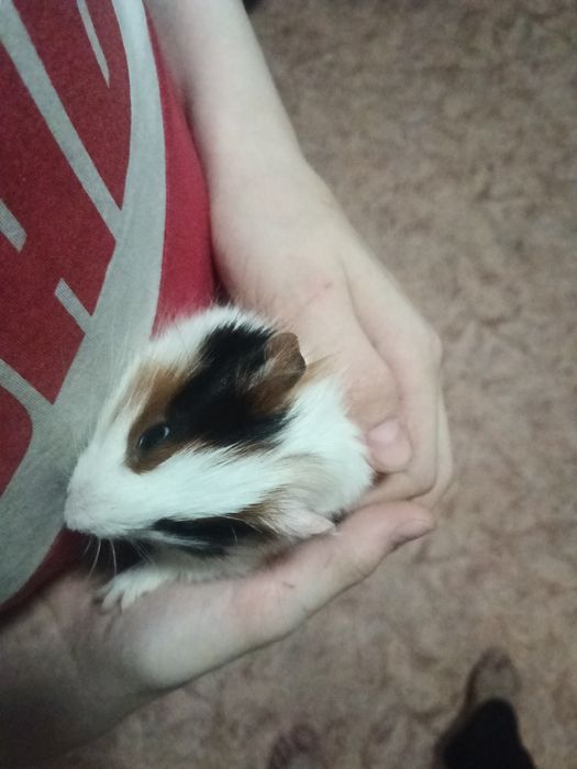 Продам морских свинок.