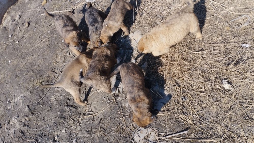 Отдам щенков в добрые руки