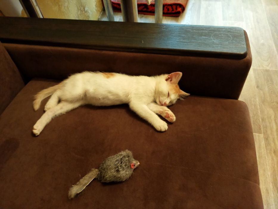 Отдам в добрые руки котенка девочку