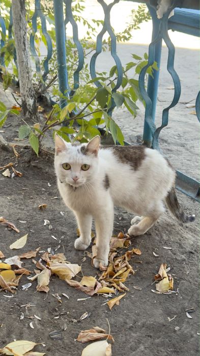 Умная и ласковая кошка ищет нового владельца, который не предаст