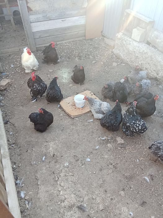 Продам карликовых курочек
