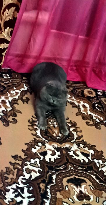 Britanskiy Scottish fold