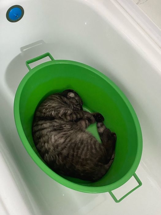 Отдам !!! Отец шотландец, мама сиямка.