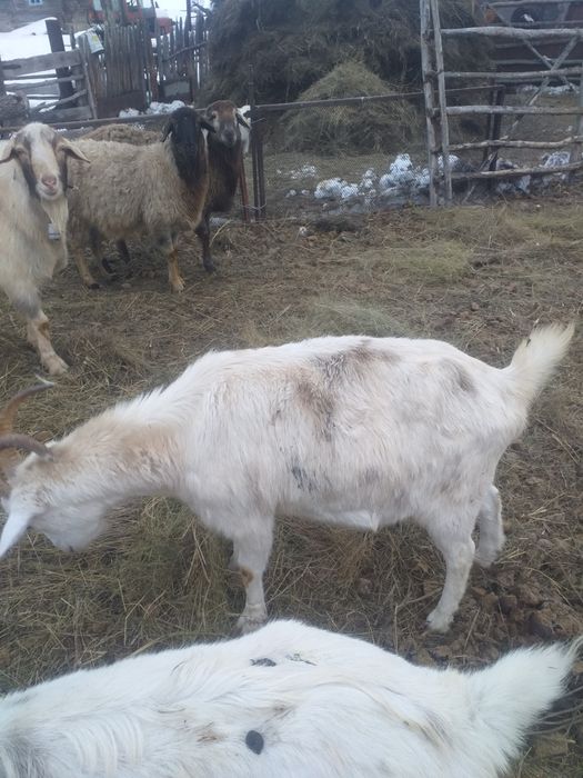 Продам дойных коз