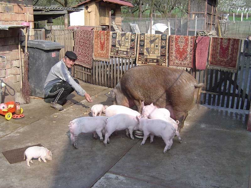 Donez animale de cotet