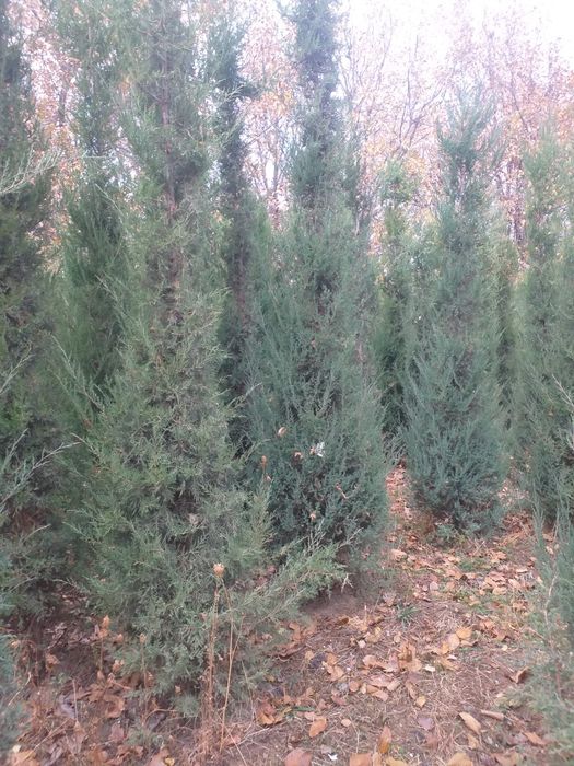 Archa gular Dekarativni