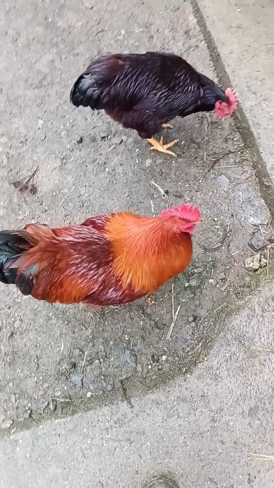 Vând cocosi new hampshire și Rhode island