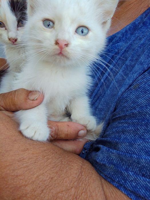 Котята ищут ДОБРЫЙ ДОМ