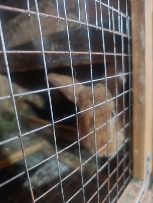 Burgun quyon bolalari erkegagi ayoli bot