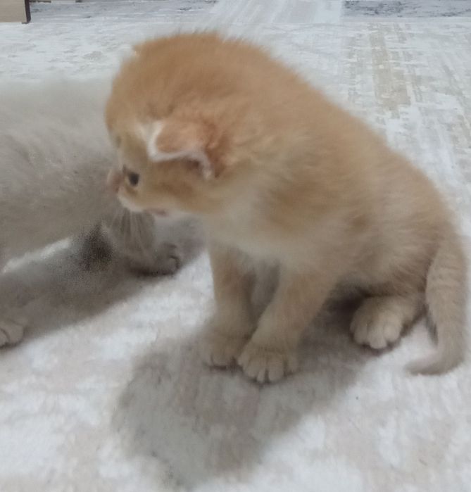 Котята очень умныйе