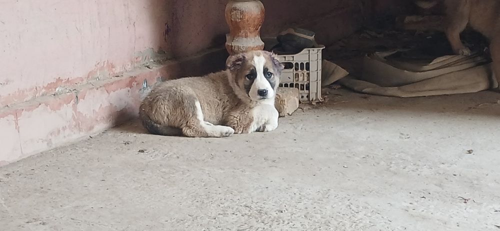 Алабай чупон ит болалари сотилади
