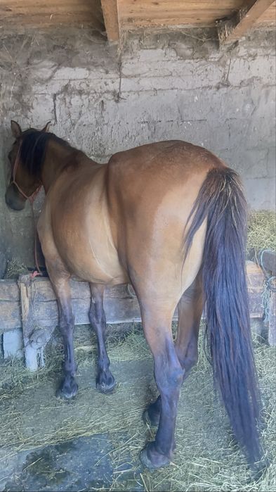 Iapa de talie mare