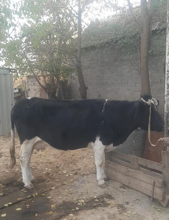 Қара сиыр сатылады