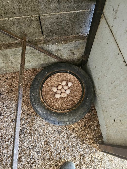 Черен австралорп (яйца за люпене)