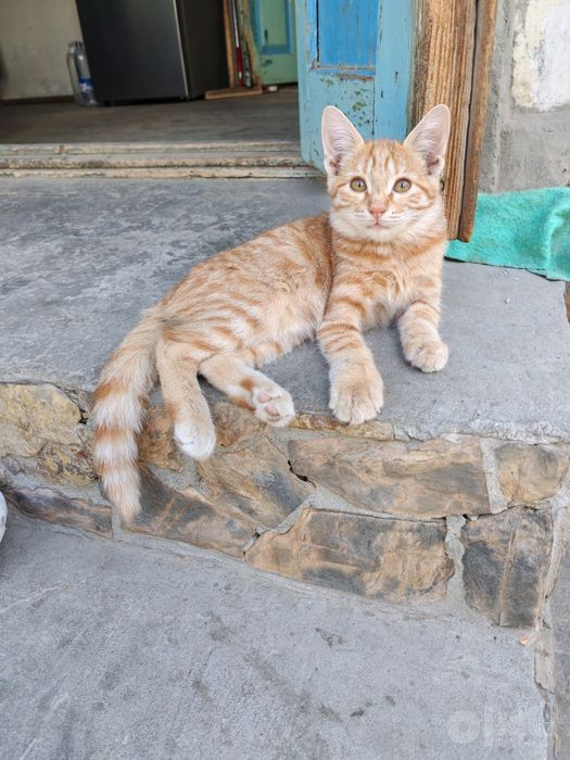 Продается кошечка