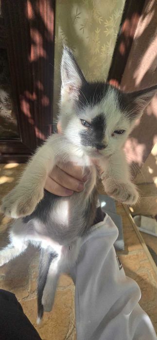 Pisoi spre adoptie