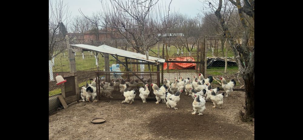 Колумбийска брама 10+1