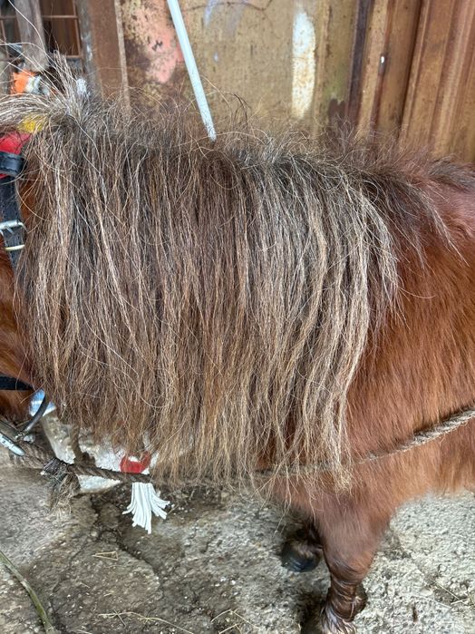 Ponei armăsar de vânzare