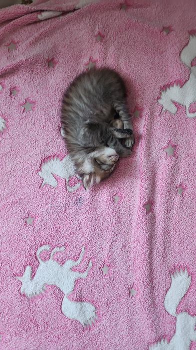 Отдам срочно котенка.