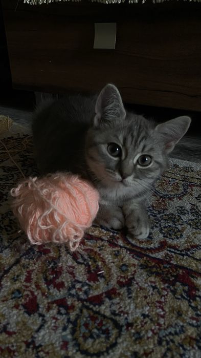 Котенок девочка 4 месяца