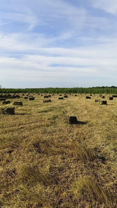 Продам сено разнотравье